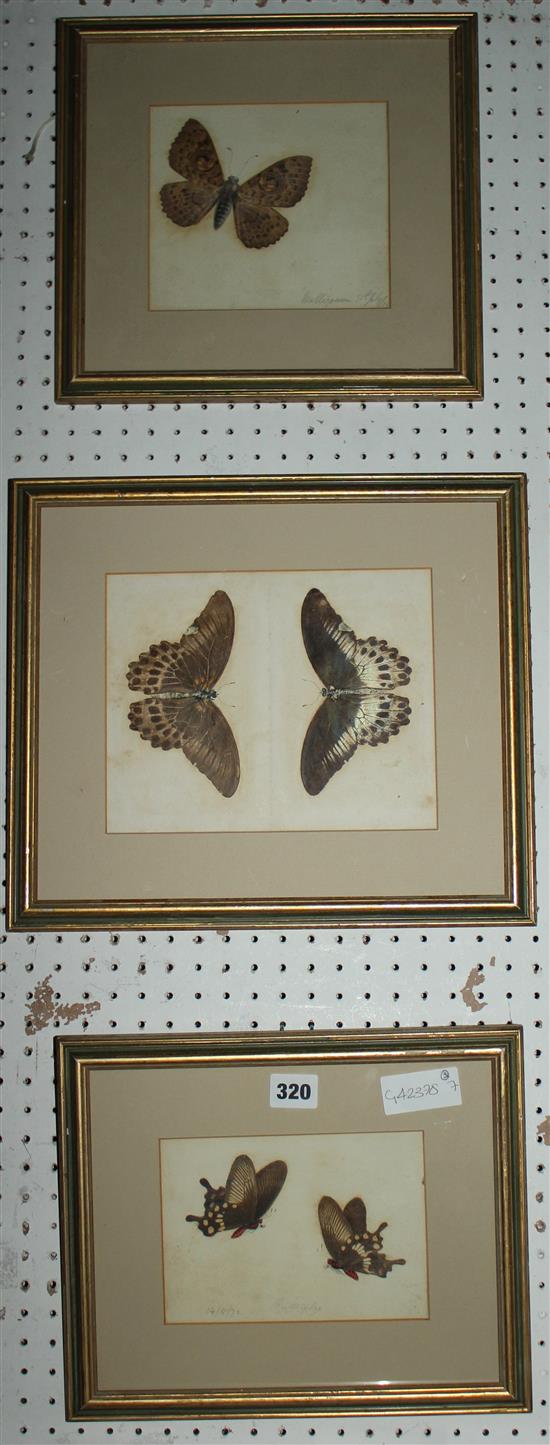 18th century watercolours of butterflies